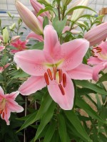 [4194 Striker No02.JPG]